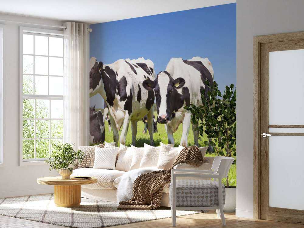 Fotobehang koeien