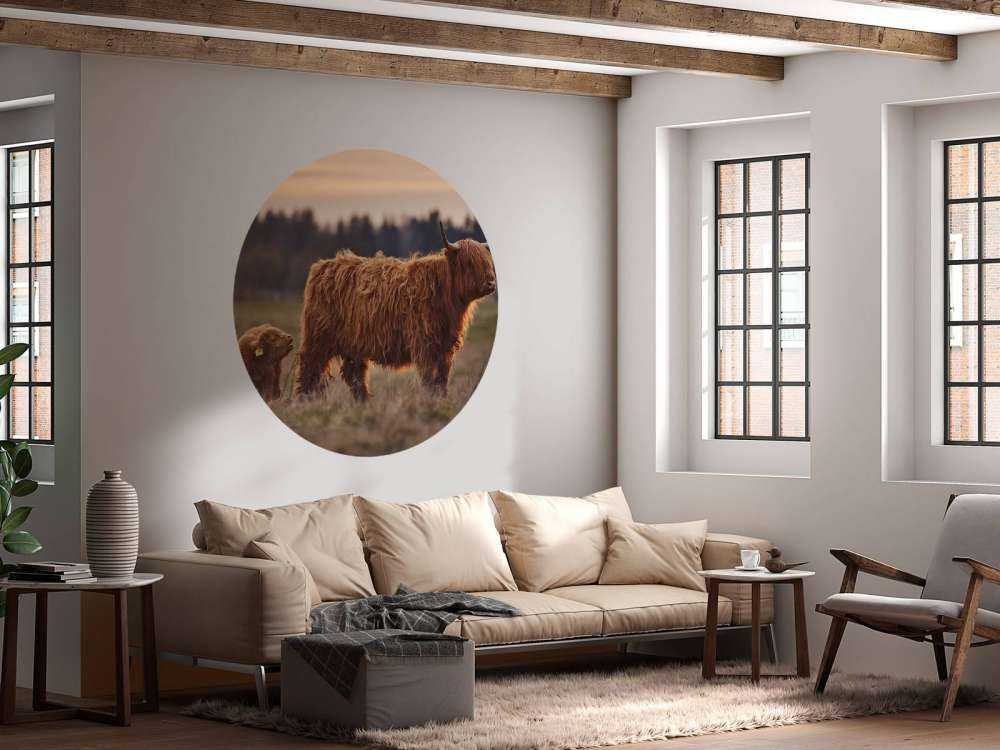 Schotse hooglanders in het weiland