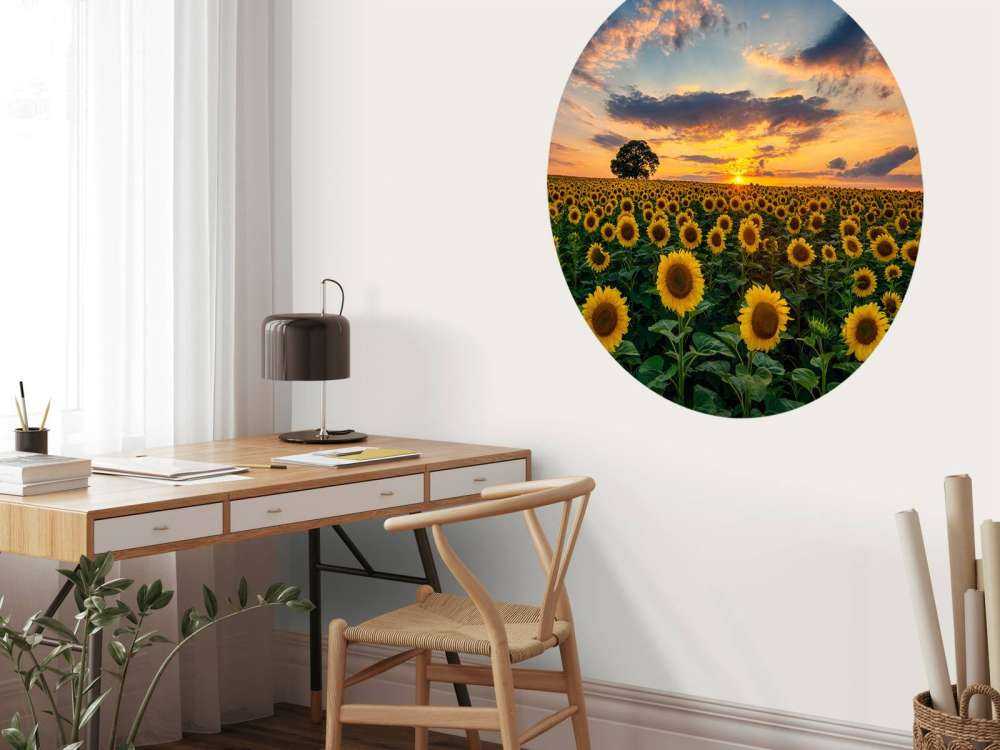 Veld vol zonnebloemen