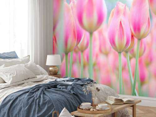 Close-up roze tulpen