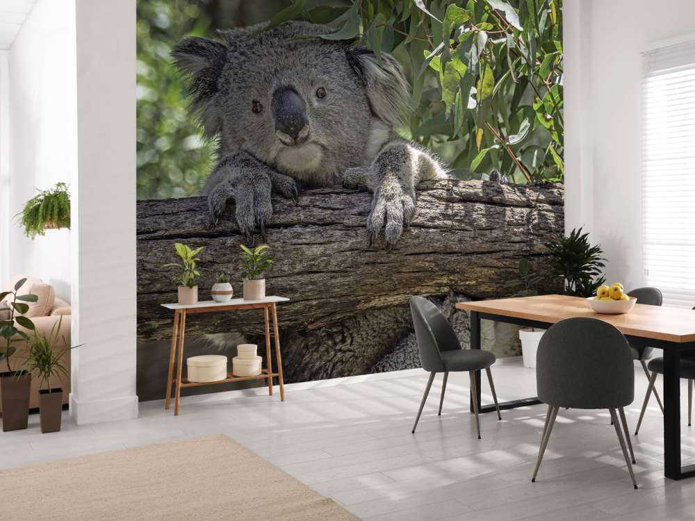 Schattige koala