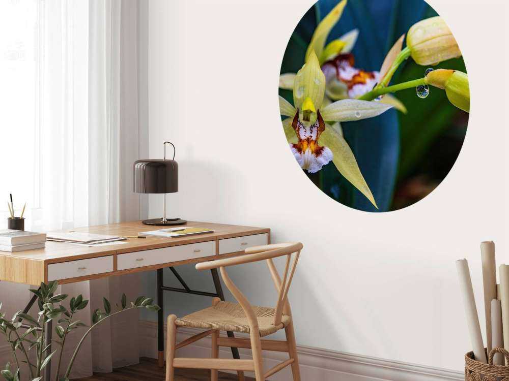 Wilde, gele orchidee