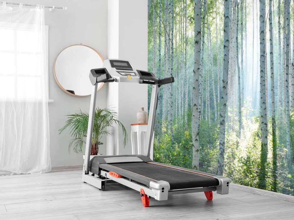 Berkenbos in ochtendlicht