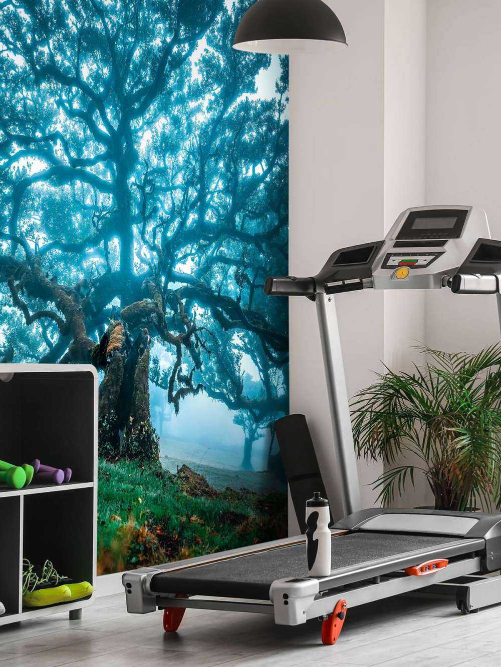 Oude eik in nevelwoud