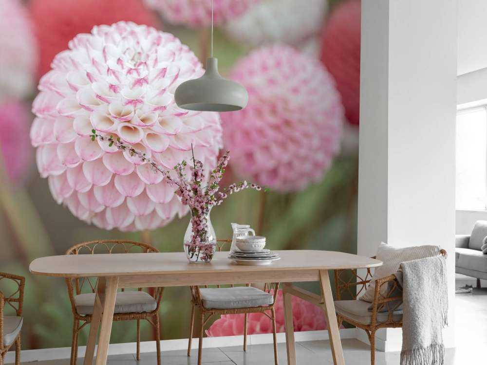 Roze dahlia bloemen