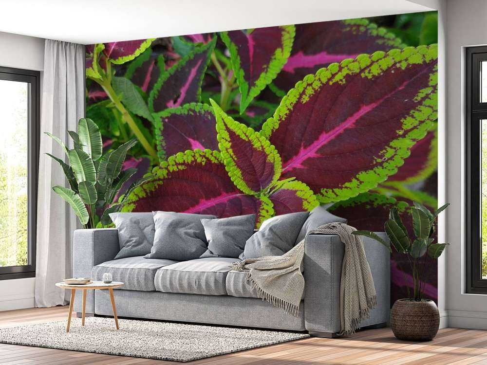 Close-up gekleurde plant