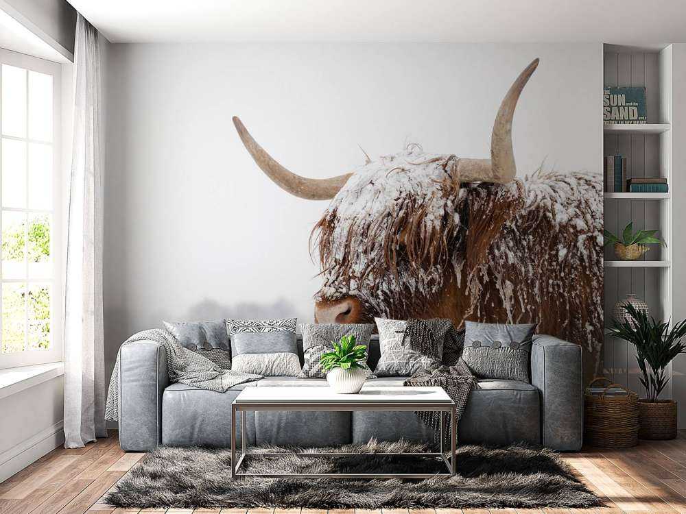 Schotse Hooglander in de sneeuw