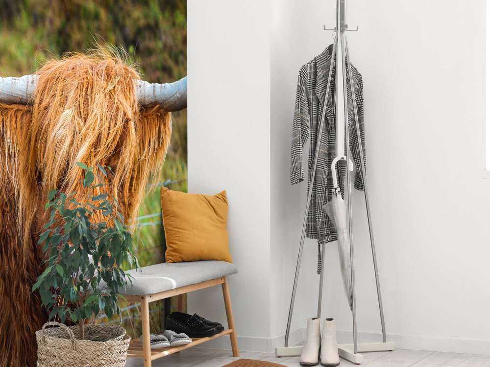 Schotse Hooglander in het veld