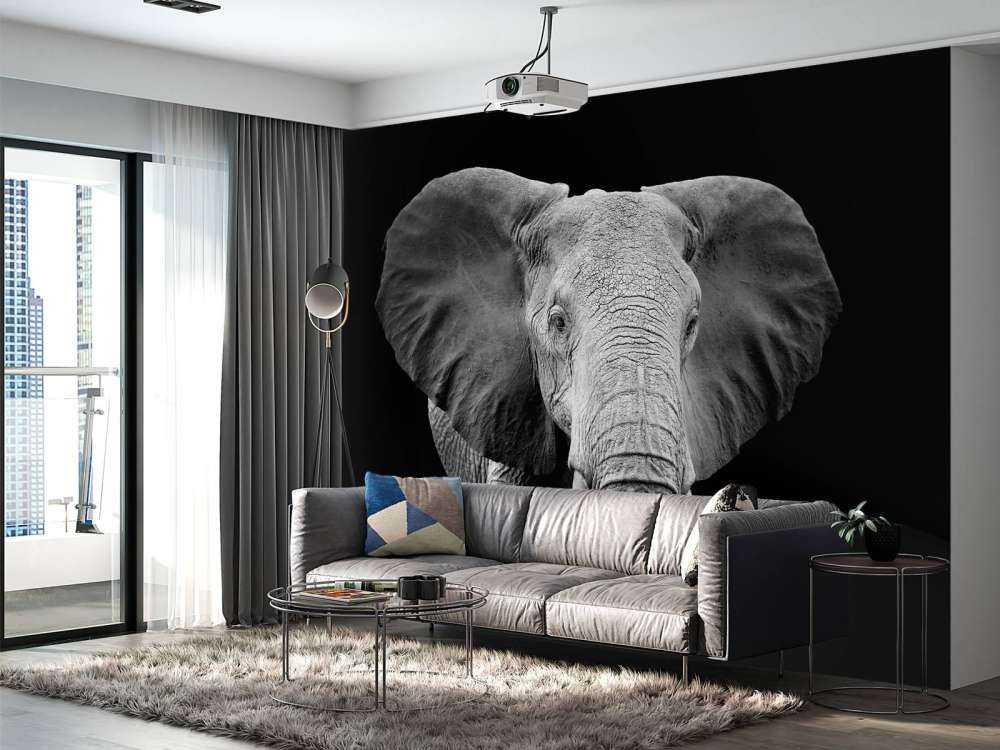 Olifant met een zwarte achtergrond