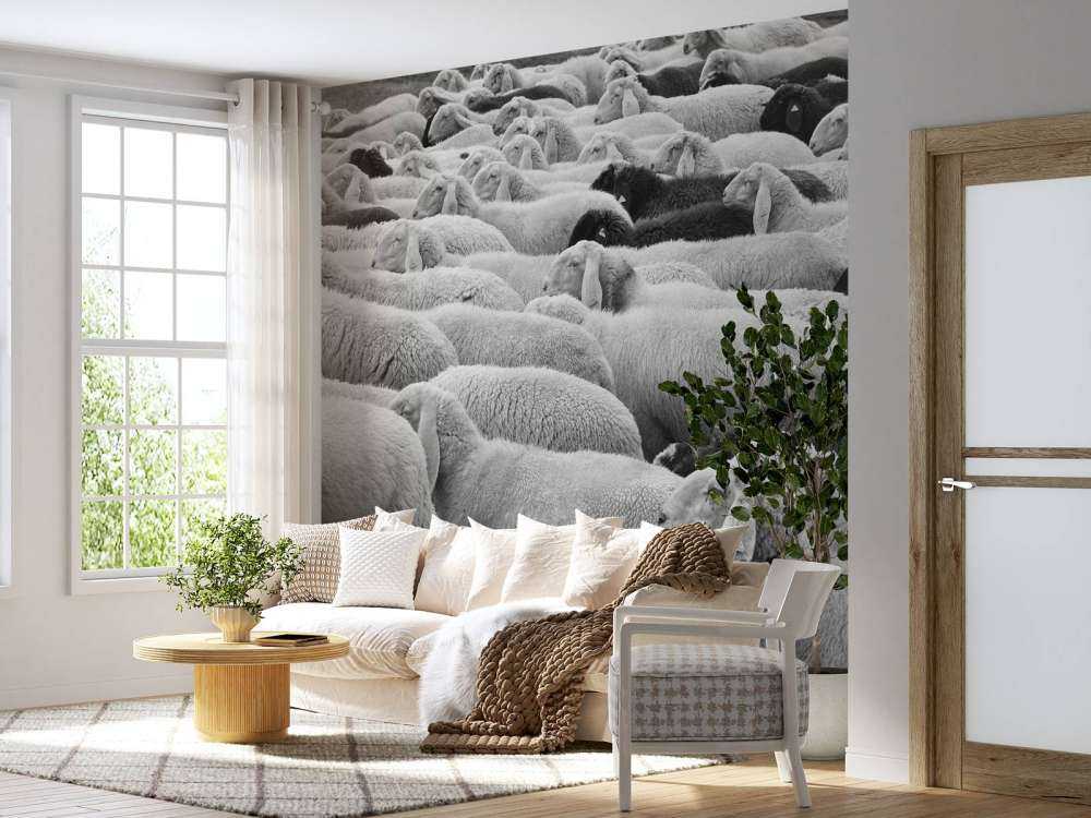 Zwart en witte schapen