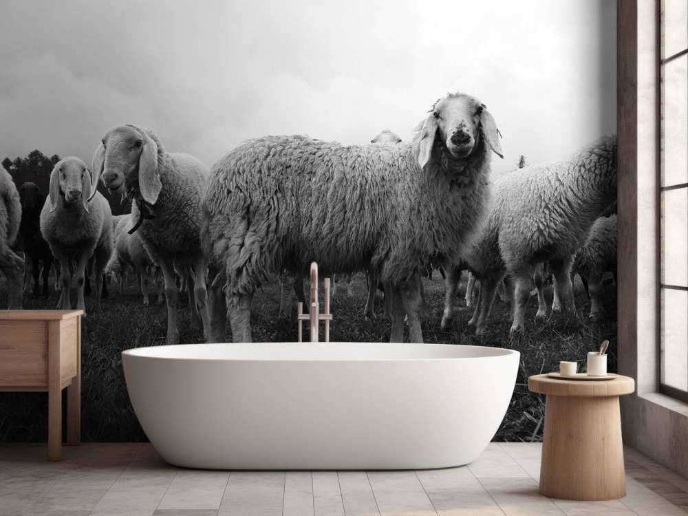 Kudde schapen in zwart-wit