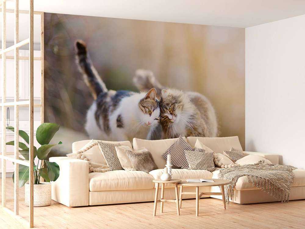 Twee schattige katjes