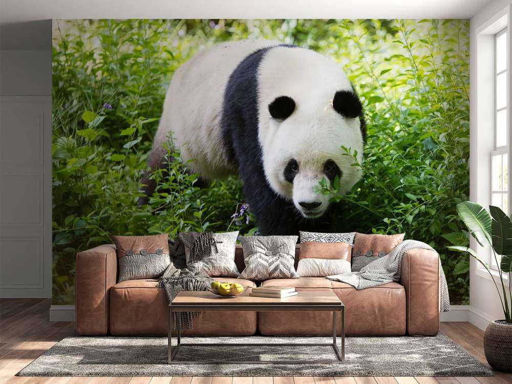 Panda in de natuur