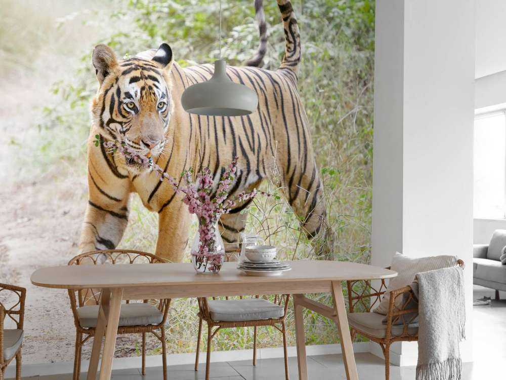 Bengaalse Tijger lopend in woud