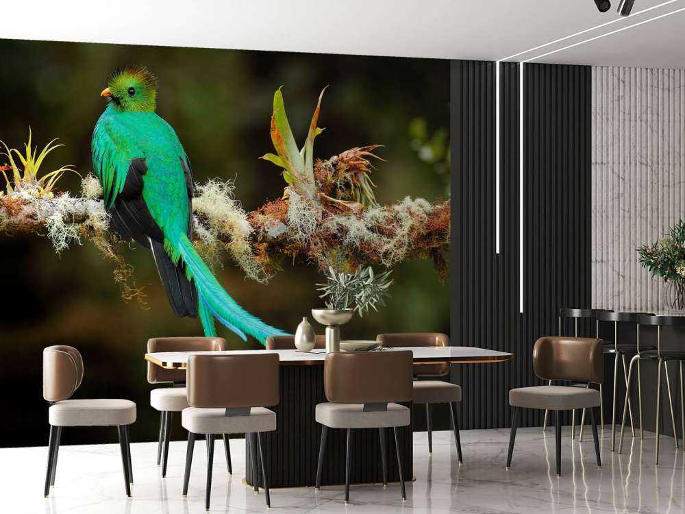 Blauwe Quetzal in Sri Lanka