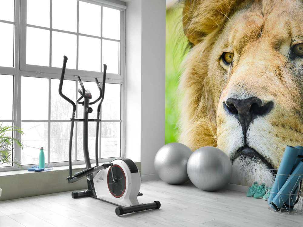 Gezicht van een Mooie Leeuw