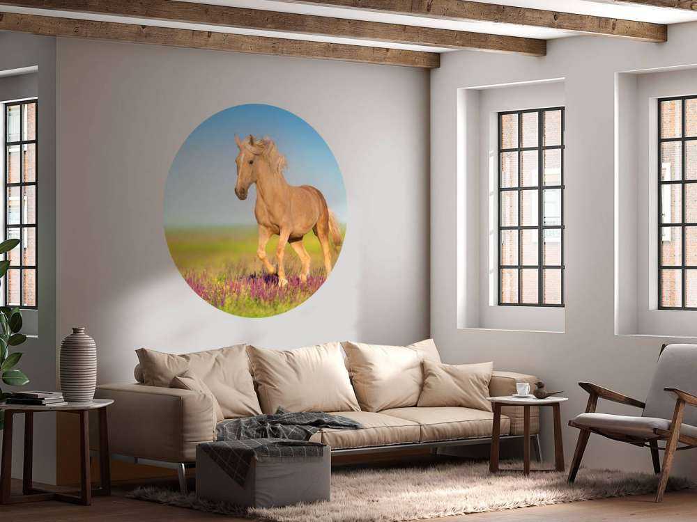 Cremello Paard in weide