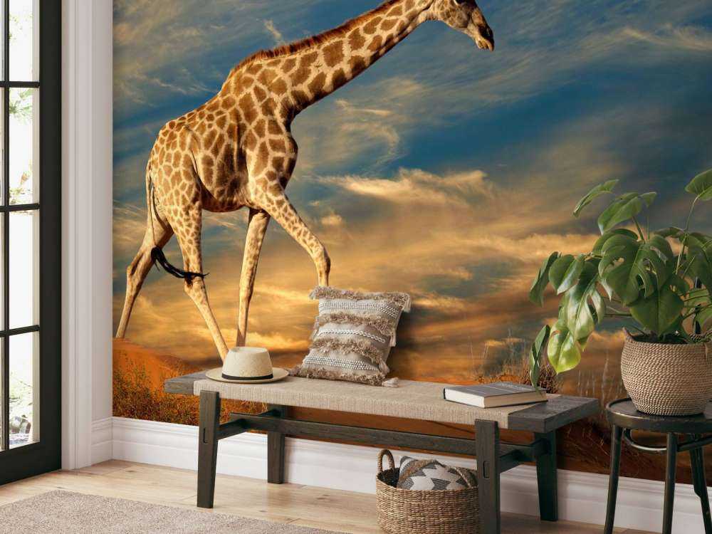 Giraffe in Zuid-Afrika lopend op zand