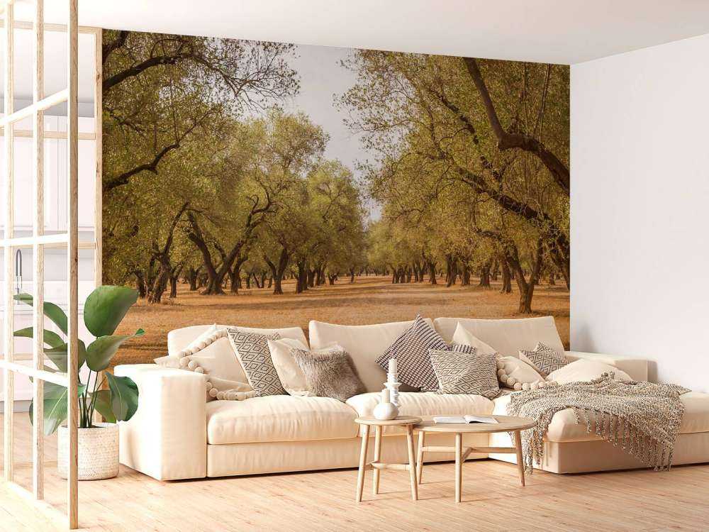 Olijfbomen Veld