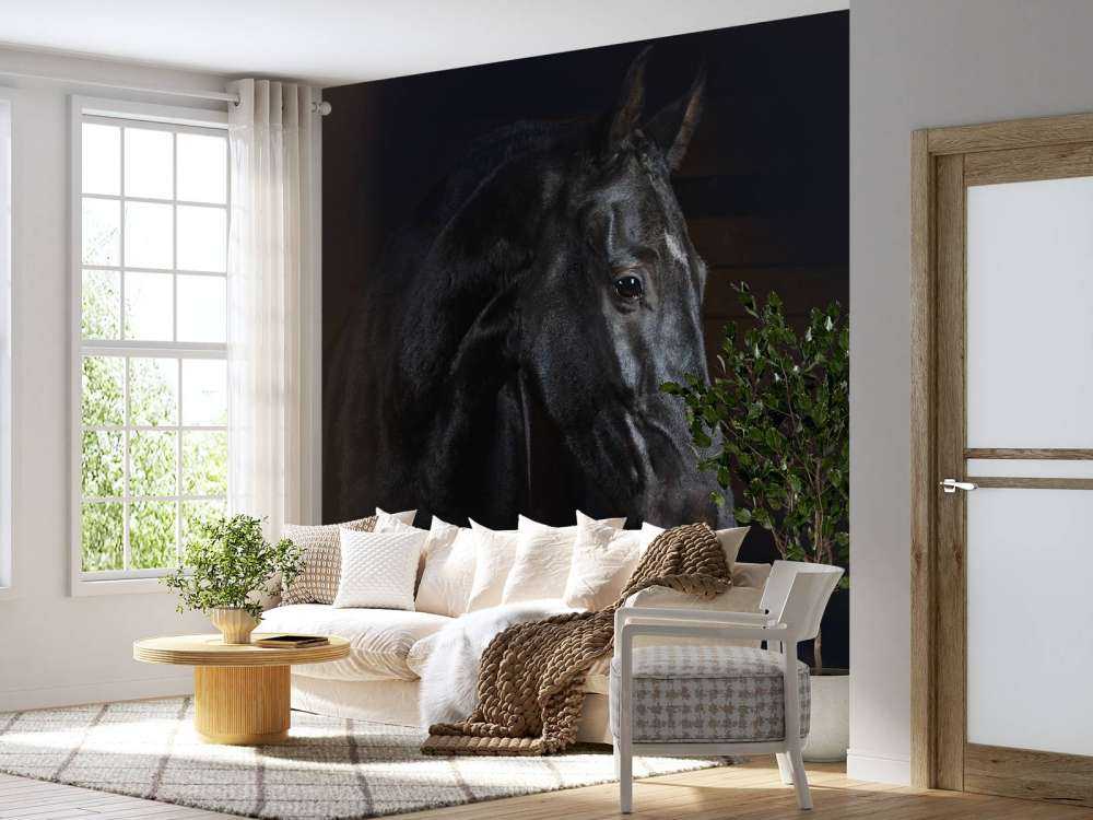 Paard met een donkere achtergrond