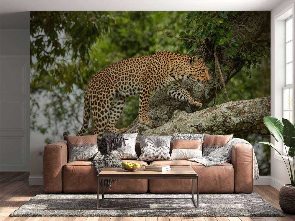 Luipaard klimt in een boom