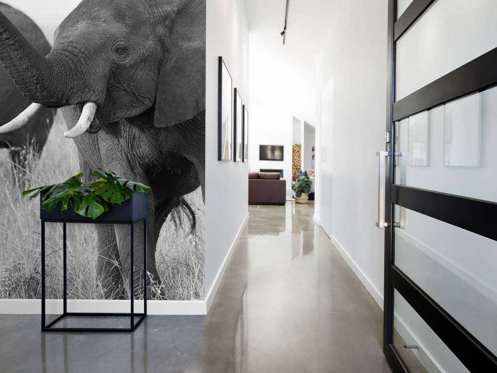 Olifanten in zwart-wit