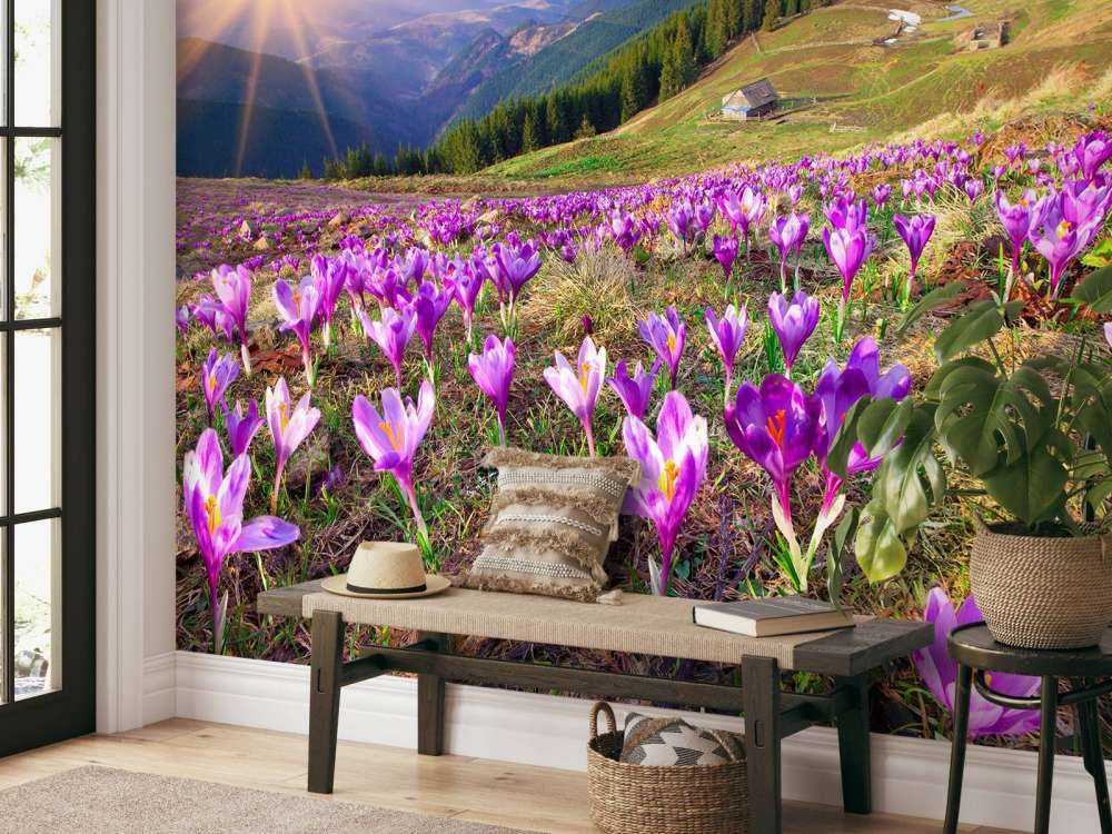 Bloemenveld van krokussen in de bergen