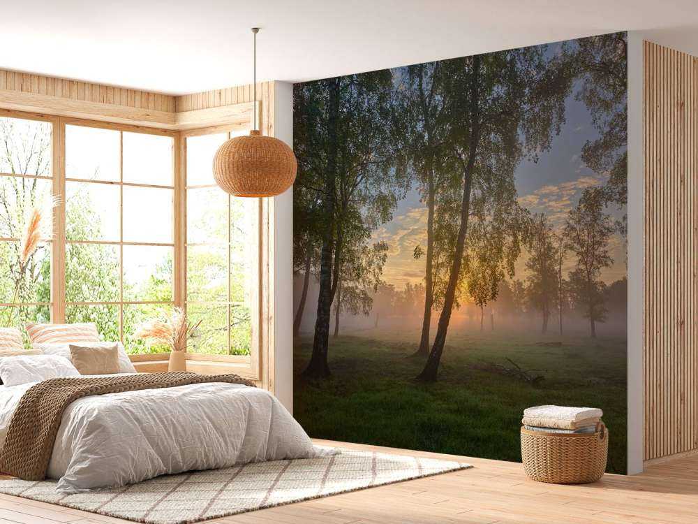 Zonsopgang bij de berken