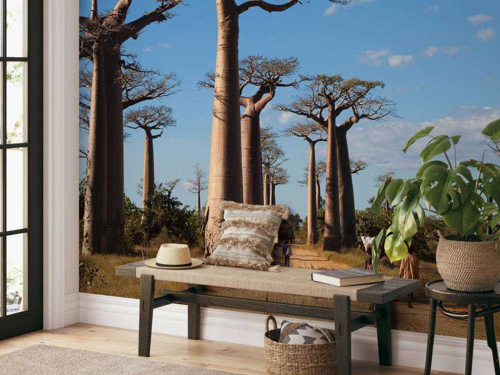 Baobab bomen