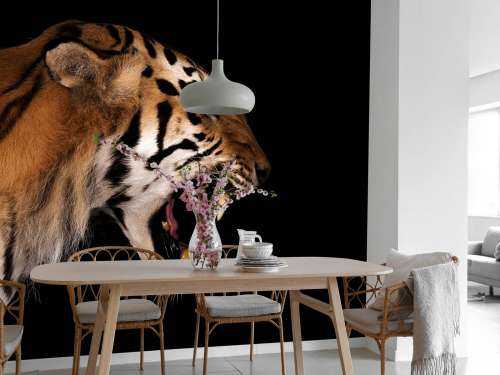 Roaring tiger