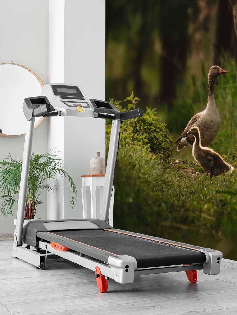 Ganzenfamilie in het Bos