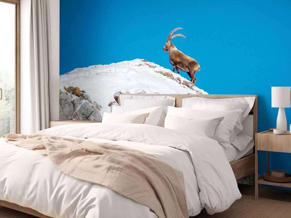 Steenbok op besneeuwde rotspiek