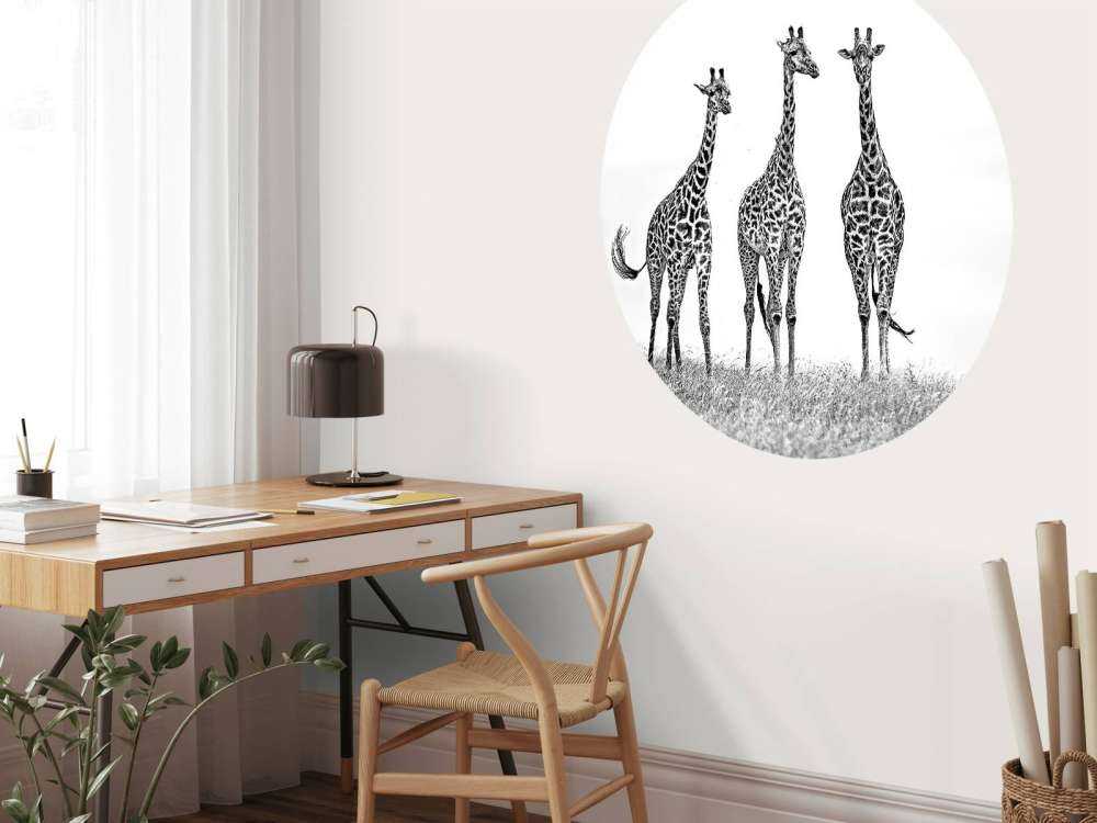 Giraffes in the Mara plains