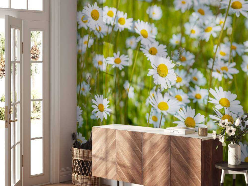 Madeliefjes in een veld