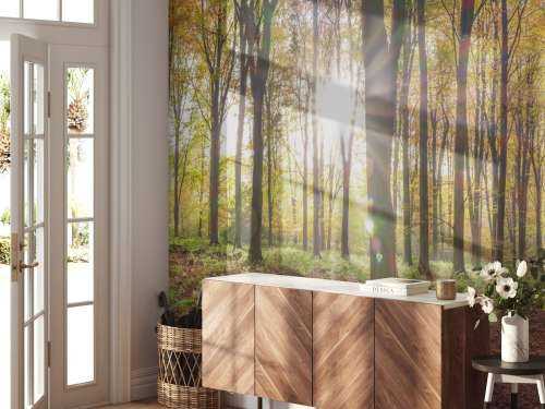 Zonlicht door herfstbos