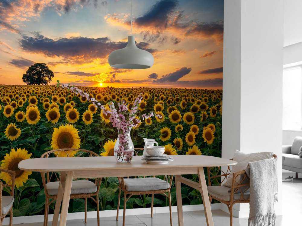 Veld vol zonnebloemen