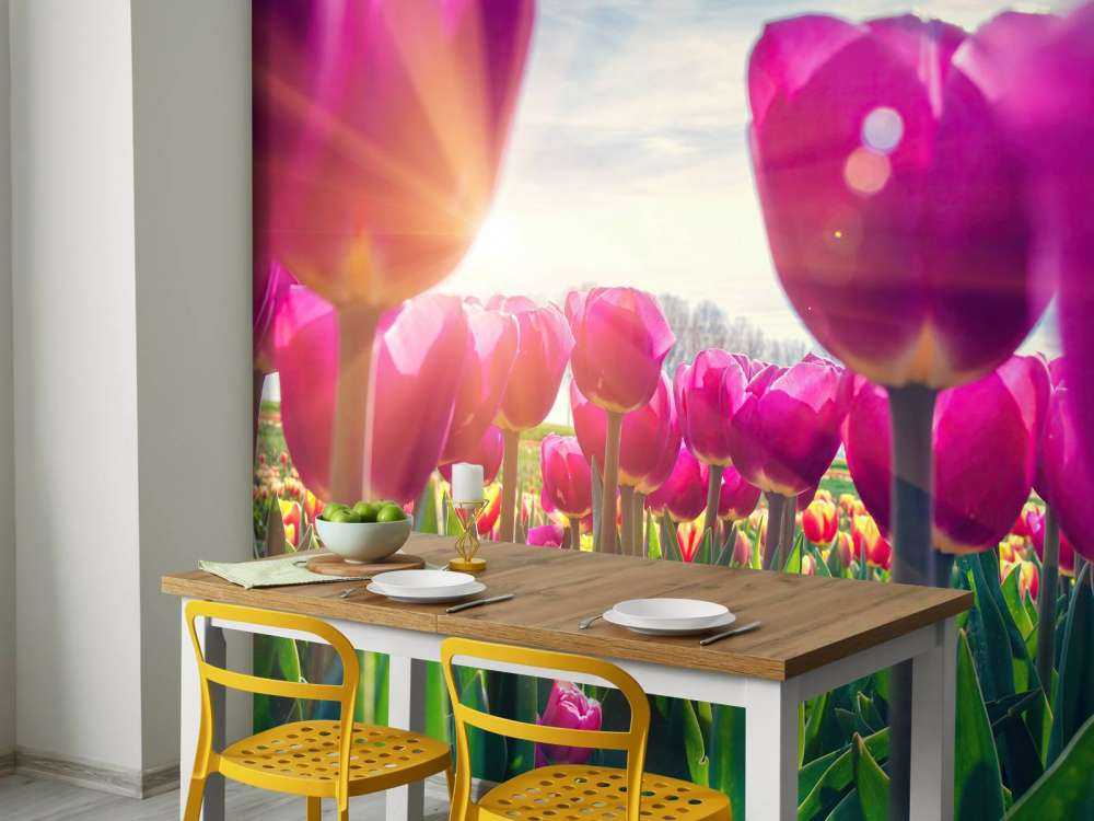 Tulpenveld roze