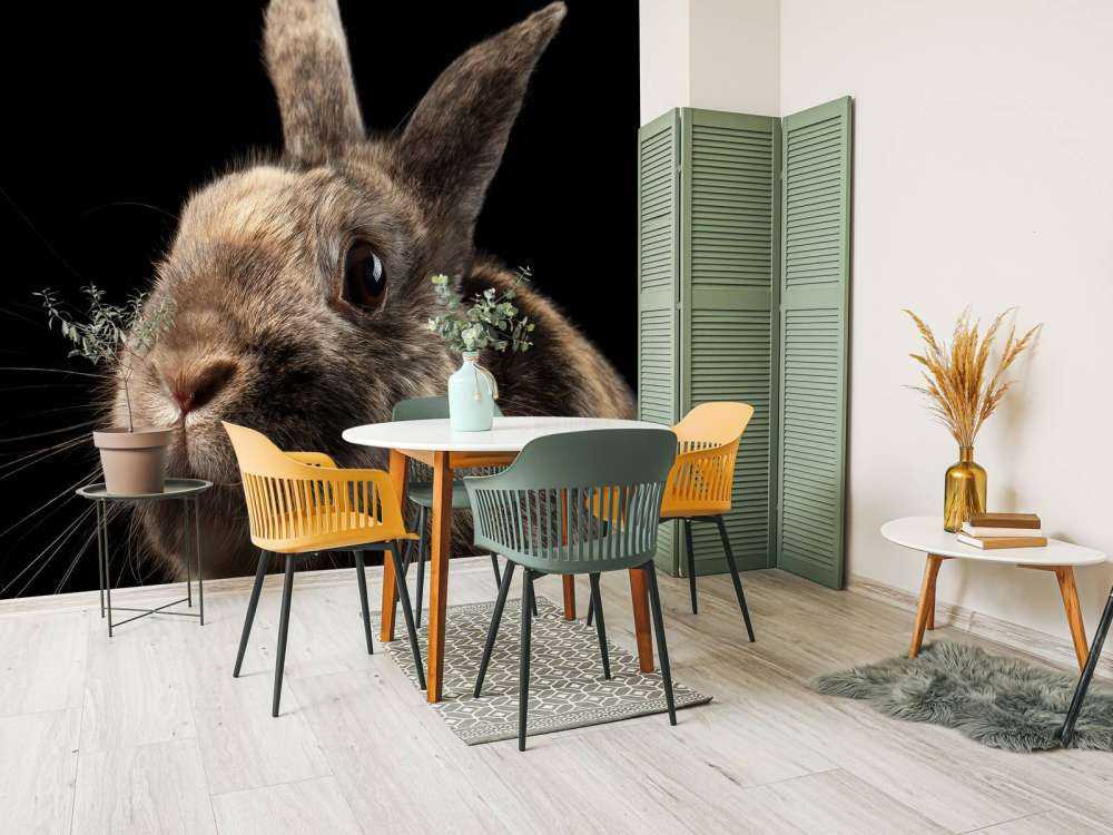 Konijn met een zwarte achtergrond