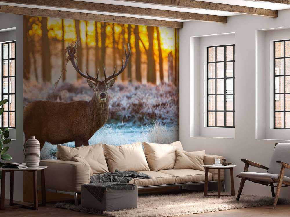 Rendier bij zonsopkomst