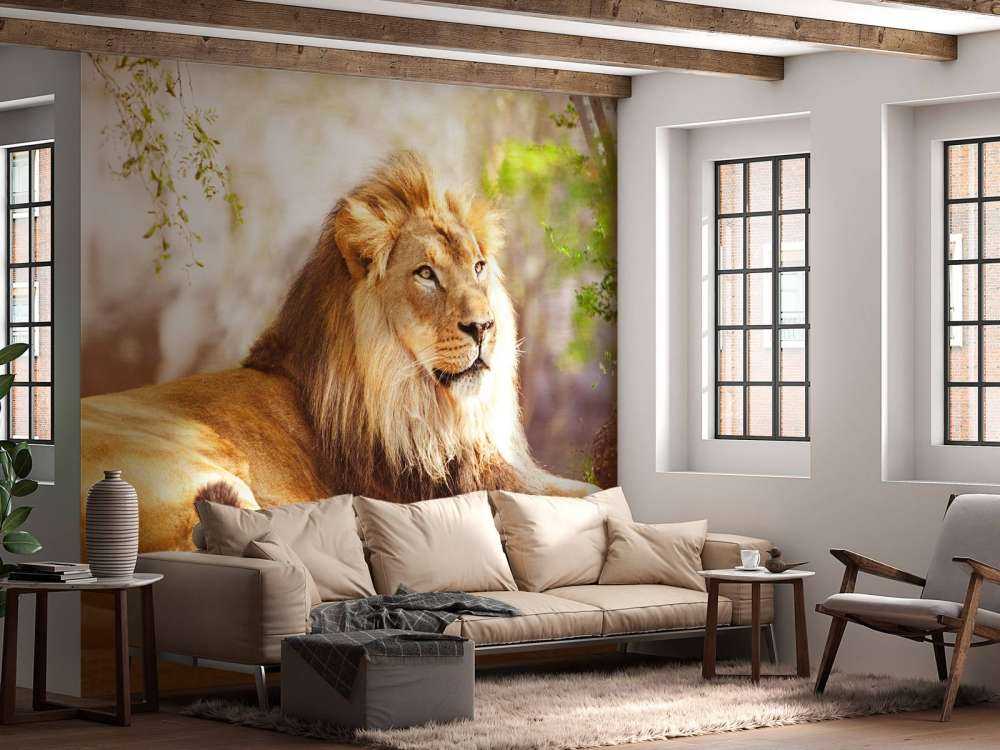 Prachtige Afrikaanse leeuw in de zon