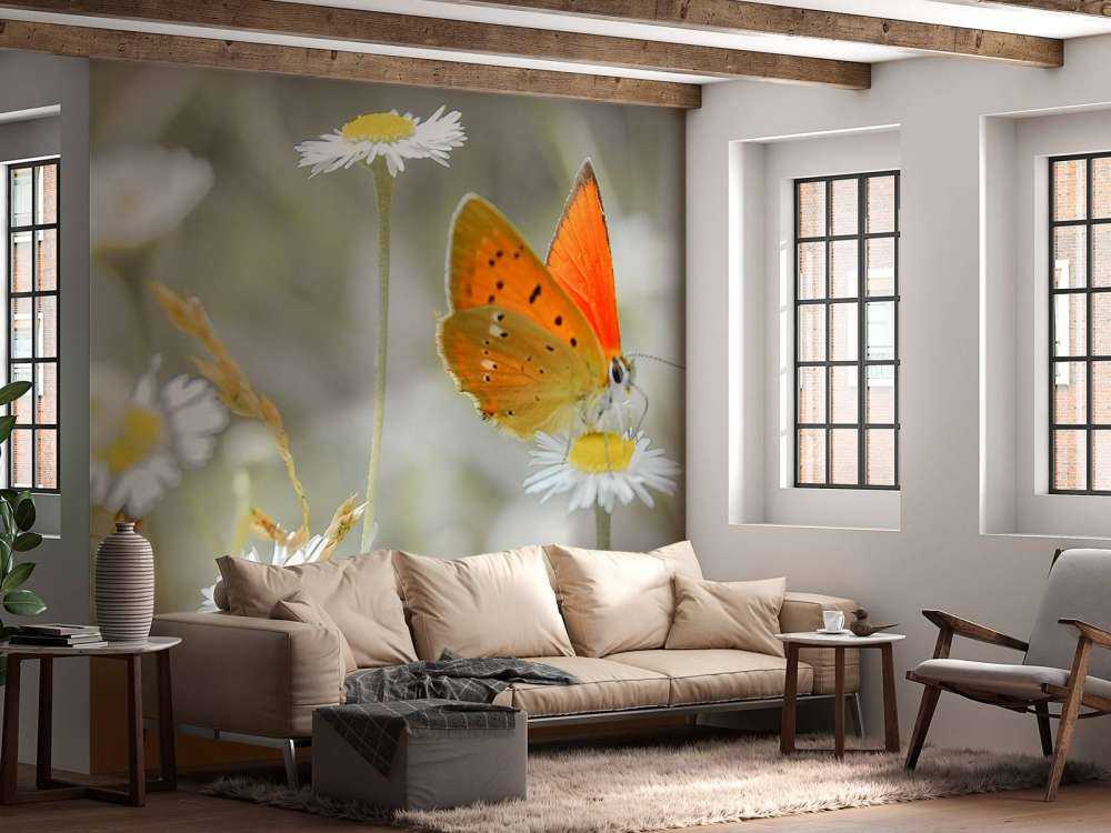 Madeliefjes en oranje vlinder