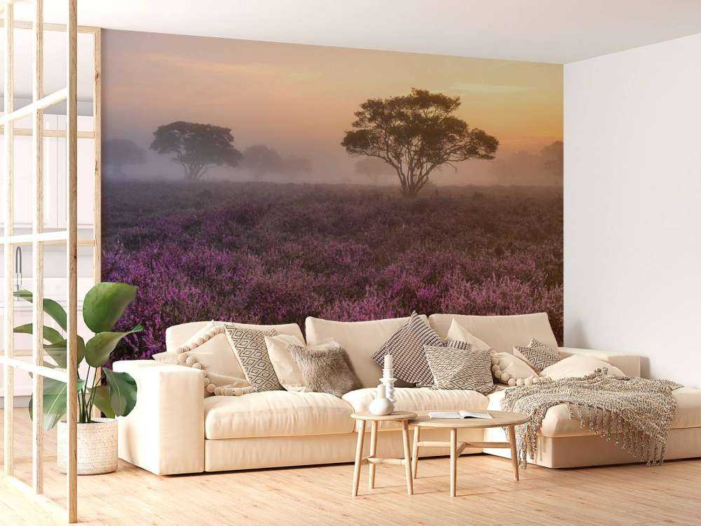 De Veluwe in de vroege ochtend