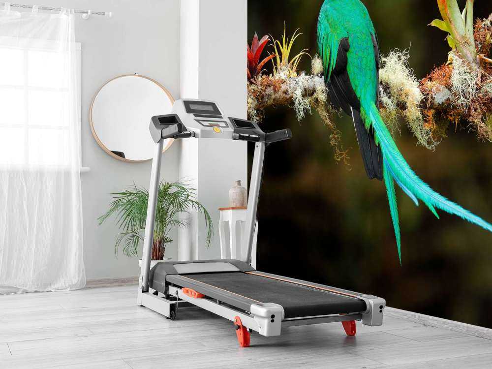 Blauwe Quetzal in Sri Lanka