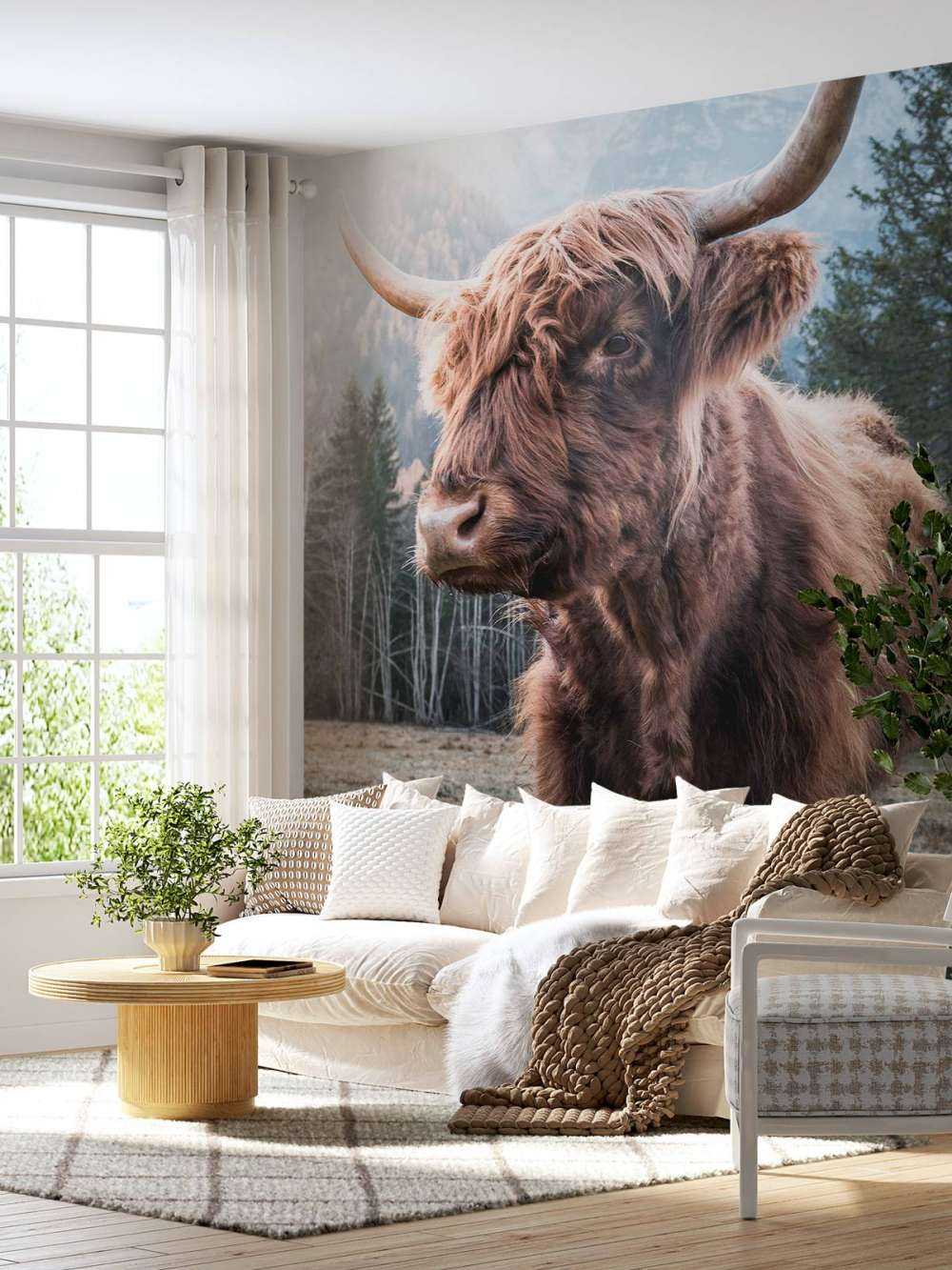 Schotse Hooglander in de ochtend