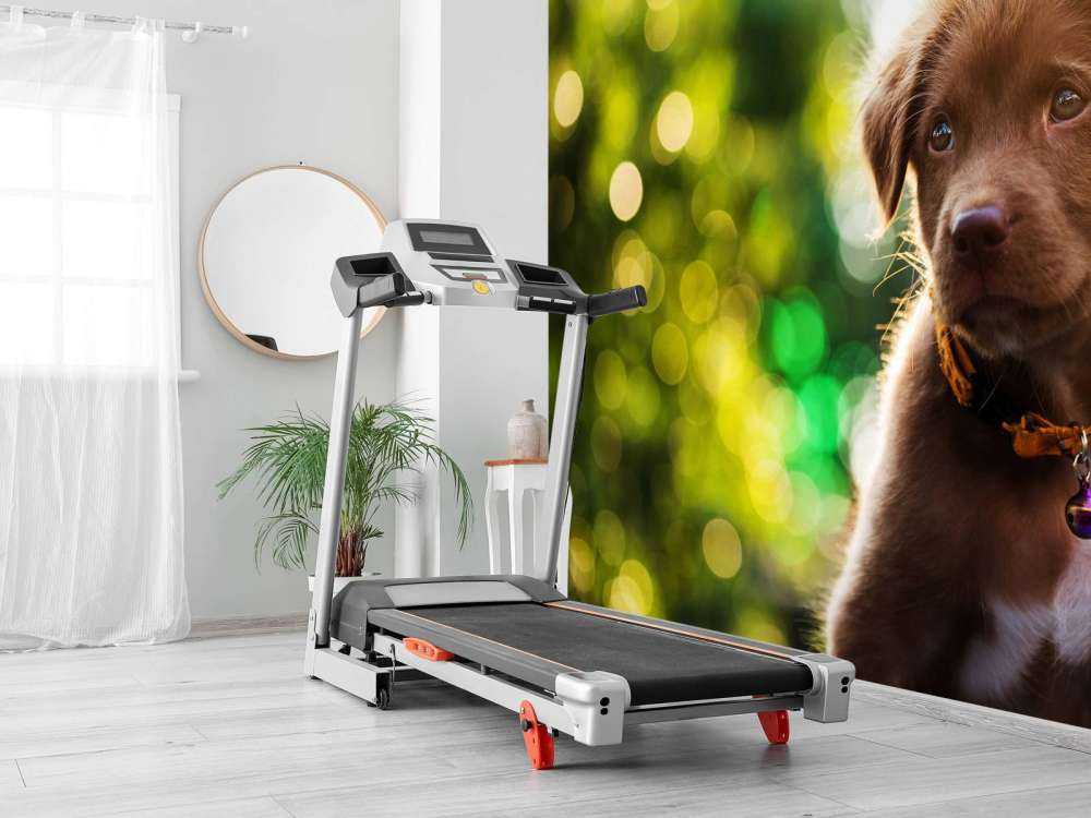 Bruine labrador met een wazige achtergrond