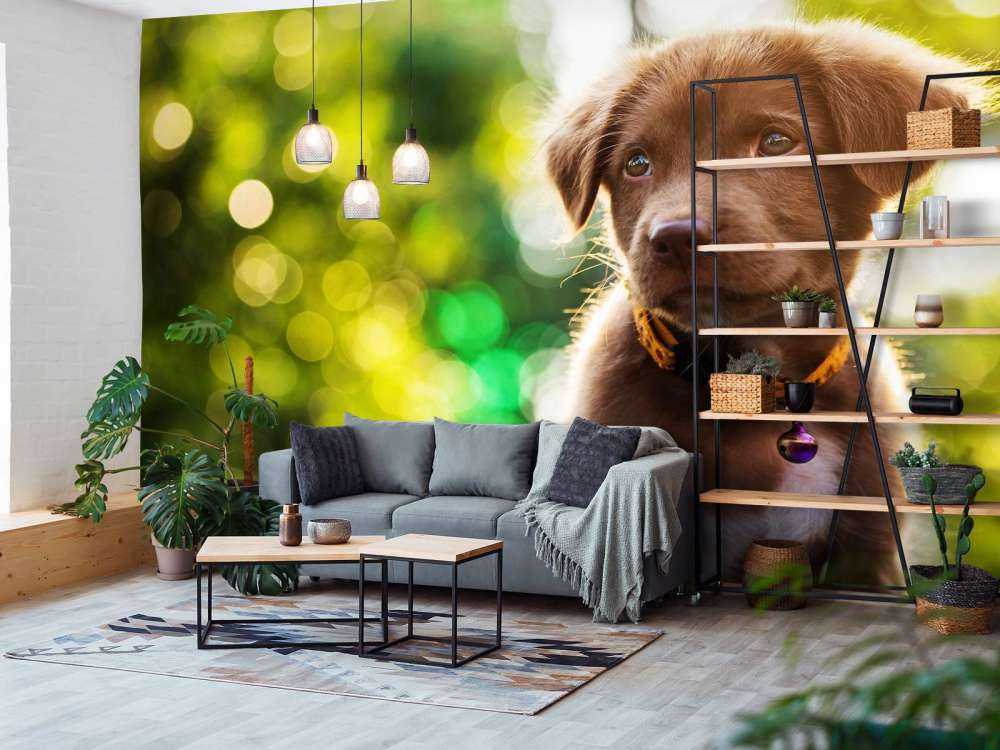 Bruine labrador met een wazige achtergrond