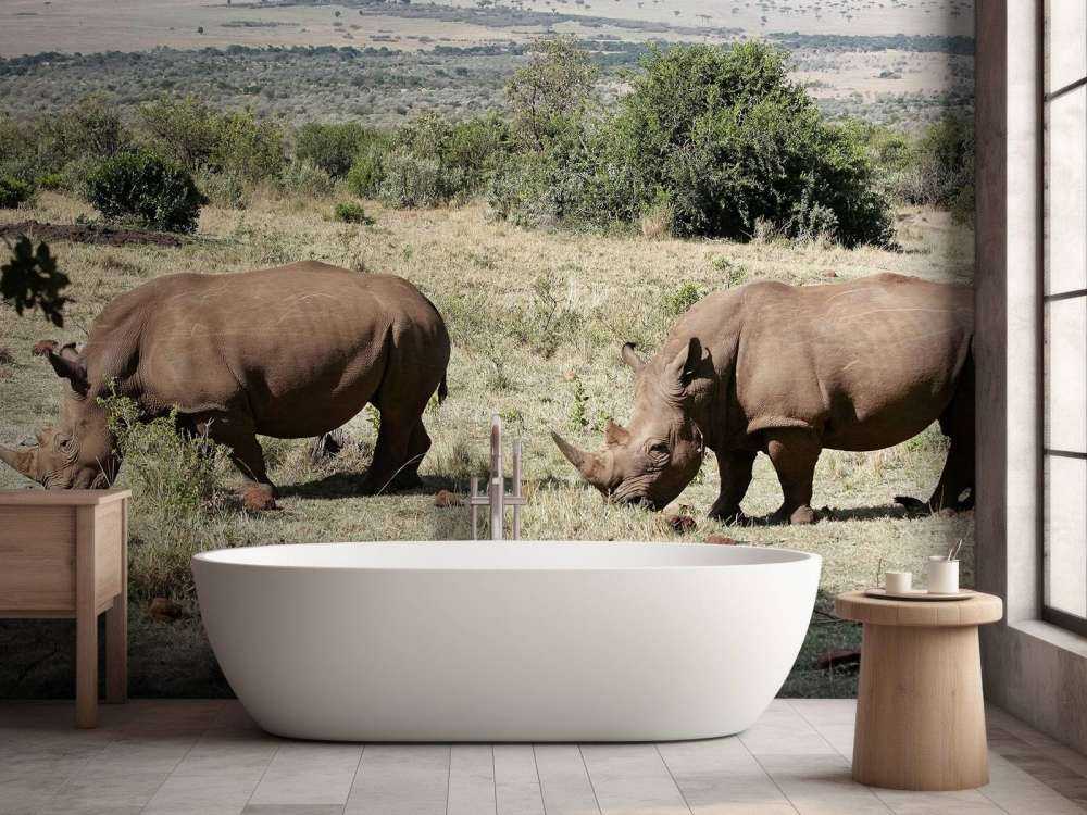 Grazende witte neushoorns