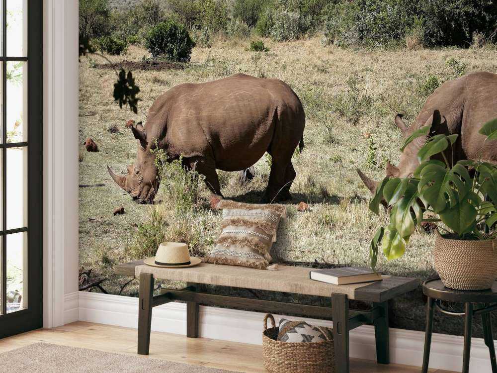 Grazende witte neushoorns