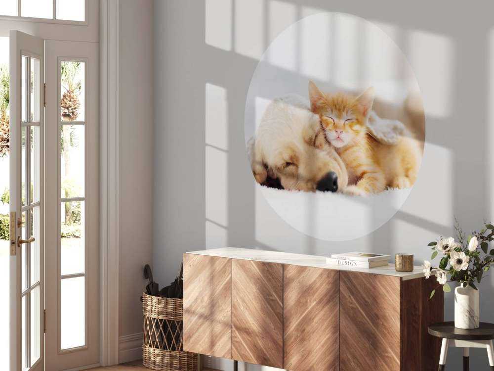 Hond en kat slapen knuffelend