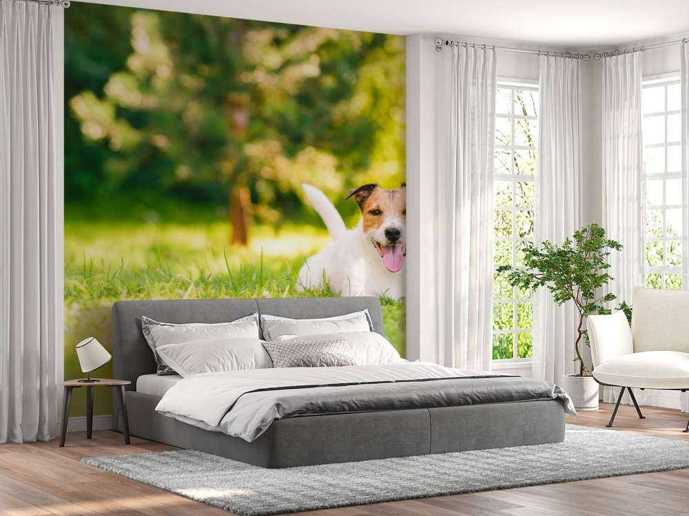 Een vrolijke Jack Russell